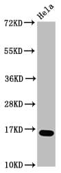 Polyclonal Rabbit anti-Human HIST1H3A Antibody (IF, WB)