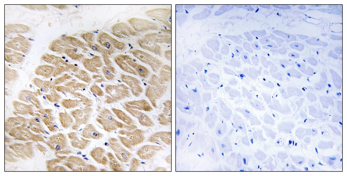 MIA / CD-RAP Antibody
