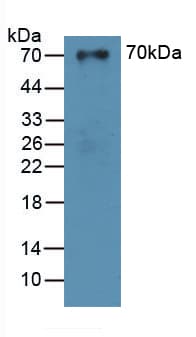 SUOX / Sulfite Oxidase Antibody (aa80-545)