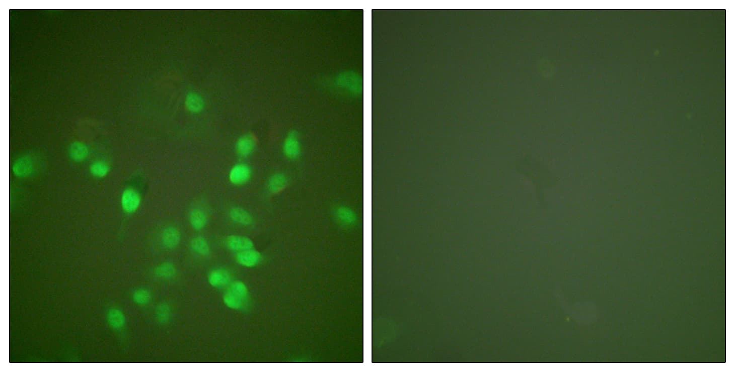 PML Antibody (aa11-60)