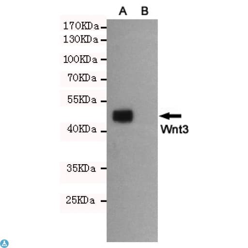 WNT3 Antibody