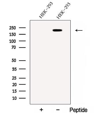 C1QDC1 / Caprin-2 Antibody