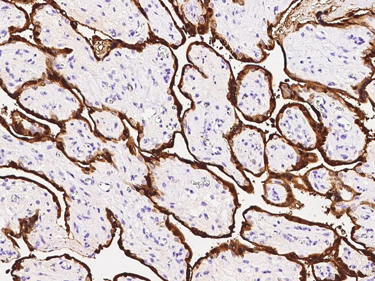 S100P Antibody (Preservative Free)