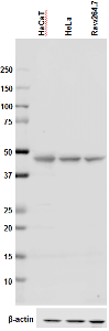 TUBG1 / Tubulin Gamma 1 Antibody (clone 14C11)