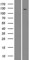 ITGAD / CD11d Protein (Over-Expression Lysate Myc-DDK (Flag))
