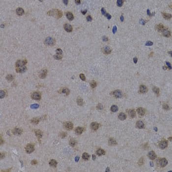 POLR2L Antibody