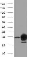 LIN7B Antibody (clone OTI1F11)