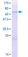 Human BPIFB2 Protein (Recombinant GST)