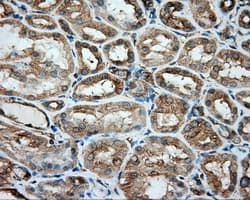TUBA8 / Tubulin Alpha 8 Antibody (clone OTI2G6, Carrier-free)