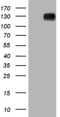 BSAC / MKL1 Antibody (aa165-397, clone OTI3G7)
