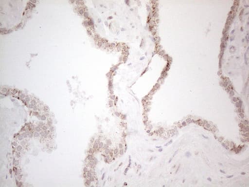 Monoclonal Mouse anti-Human ANGPTL8 / Betatrophin Antibody (clone OTI1B12, Carrier-free, aa22-198, IHC, WB)
