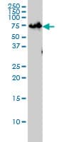 ZNF143 / STAF Antibody (clone 2B4)
