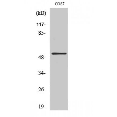 Polyclonal Rabbit anti-Human AVEN / PDCD12 Antibody (270-350 aa, C-terminal, IHC, IF, WB)