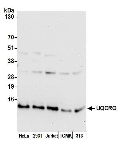 UQCRQ Antibody (aa32-82)