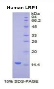 Human LRP1 / CD91 Protein (Recombinant His)