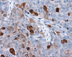 ANXA1 / Annexin A1 Antibody (clone OTI3A8, Carrier-free)