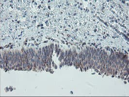 CPA2 Antibody (clone OTI1C7)