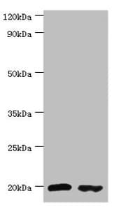 PTRH2 / BIT1 Antibody (aa40-179)
