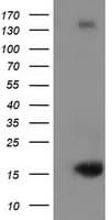 Monoclonal Mouse anti-Human UBL4A Antibody (clone OTI2D7, IF, WB)