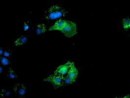 BIN3 Antibody (clone OTI7D6, Carrier-free)