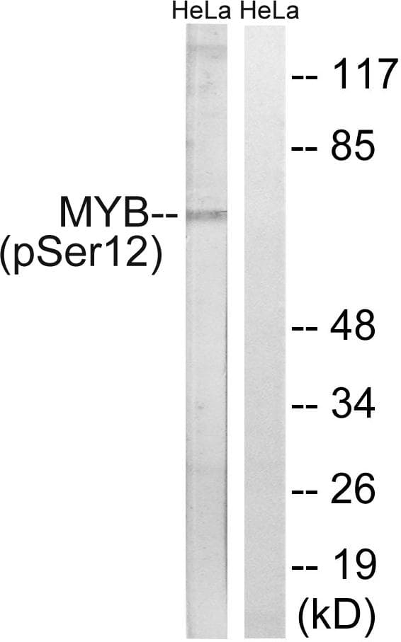 MYB / c-Myb Antibody (phospho-Ser12)