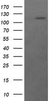 RASA1 Antibody (clone OTI1H2)