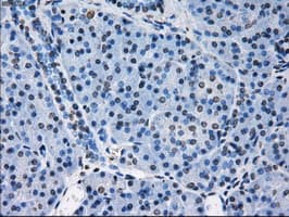 Monoclonal Mouse anti-Human PRDX4 / Peroxiredoxin 4 Antibody (clone OTI9A3, IHC, IF, WB)