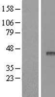 APOBEC3F / ARP8 Protein (Over-Expression Lysate Myc-DDK (Flag))