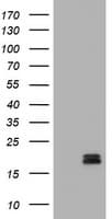 CALCA Antibody (clone 11H8)