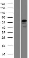 FSD1L Protein (Over-Expression Lysate Myc-DDK (Flag))
