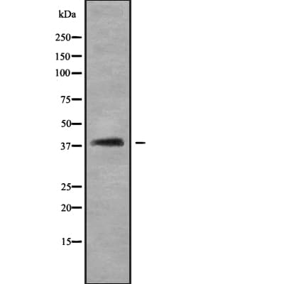 SH3GL3 Antibody