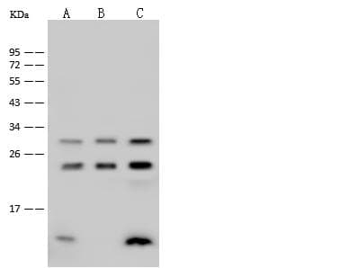 RAB1A Antibody (Preservative Free)