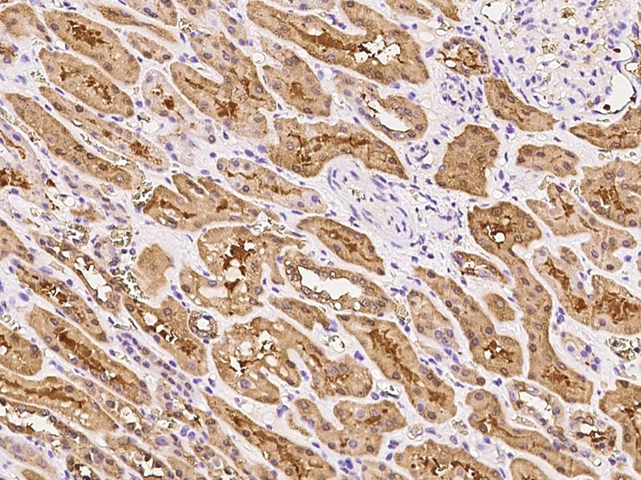 DDAH1 Antibody (Preservative Free)