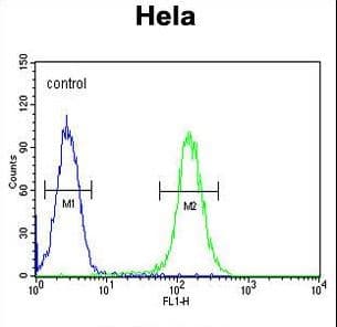 Polyclonal Rabbit anti-Human FOXL2 Antibody (aa3-29, WB)