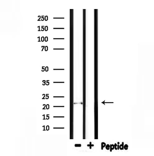 FGF6 Antibody