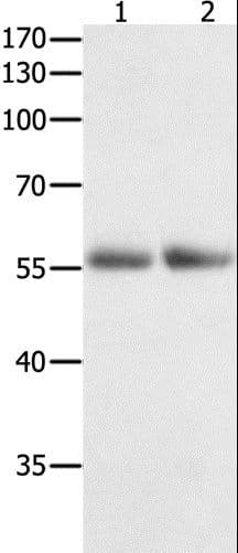 HDAC1 Antibody