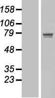 POGK Protein (Over-Expression Lysate Myc-DDK (Flag))