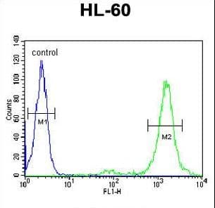 LMAN1L Antibody (aa279-308)