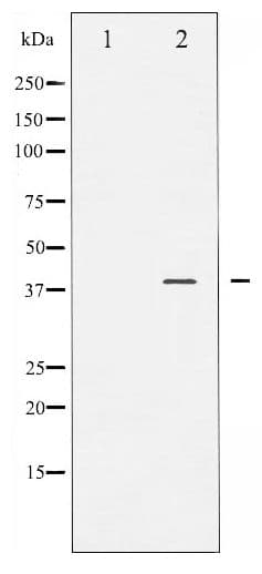 Polyclonal Rabbit anti-Human JUNB / JUN-B Antibody (phospho-Ser259, IHC, WB)