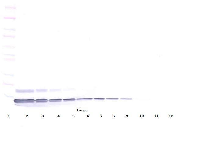 IHC-plus™ SDF1 / CXCL12 Antibody