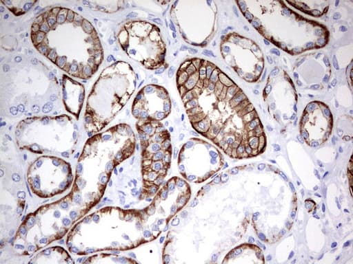 Monoclonal Mouse anti-Human EPCAM Antibody (clone UMAB131, IHC, WB)