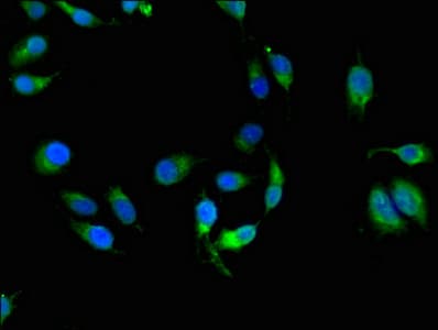 HLA-C Antibody
