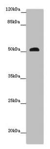 SCPEP1 / RISC Antibody