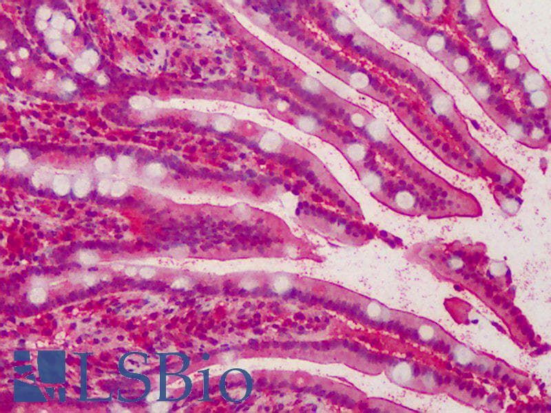 IHC-plus™ MPP5 Antibody (aa174-187)