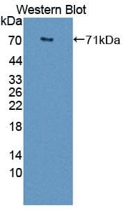 APOA4 Antibody (aa21-391, PE)