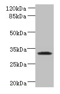 TM4SF9 / TSPAN5 Antibody
