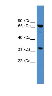 SNX18 Antibody (aa371-420)