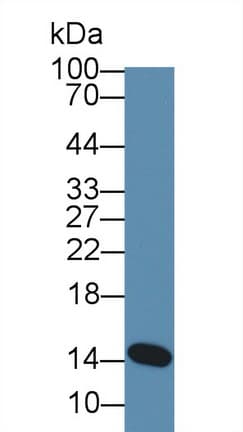 LALBA / Alpha Lactalbumin Antibody (aa24-141)