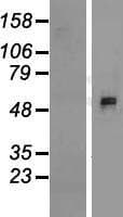 APCDD1L Protein (Over-Expression Lysate Myc-DDK (Flag))