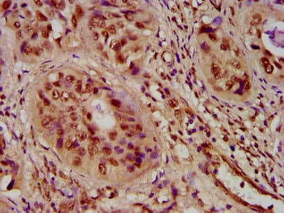 HIST1H4I Antibody